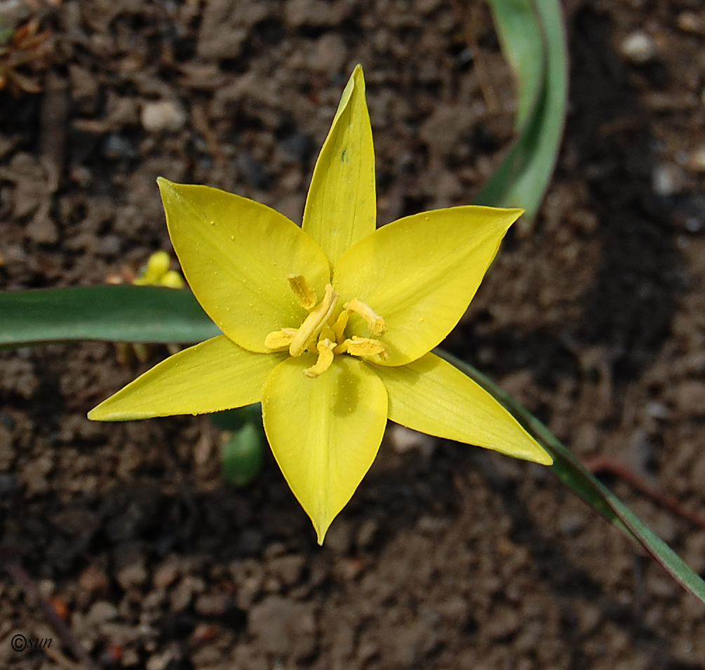 Изображение особи Tulipa biebersteiniana.