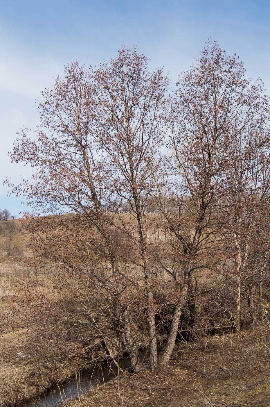 Изображение особи Alnus glutinosa.