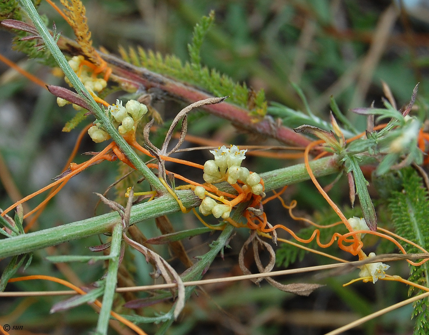 Изображение особи Cuscuta campestris.