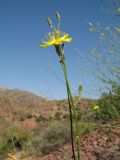 Chondrilla lejosperma