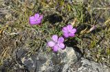 Dianthus versicolor. Цветущие растения. Монголия, аймак Баян-Улгий, сомон Цэнгэл, Монгольский Алтай, долина р. Цаган-Сала-Гол. 30.07.2008.