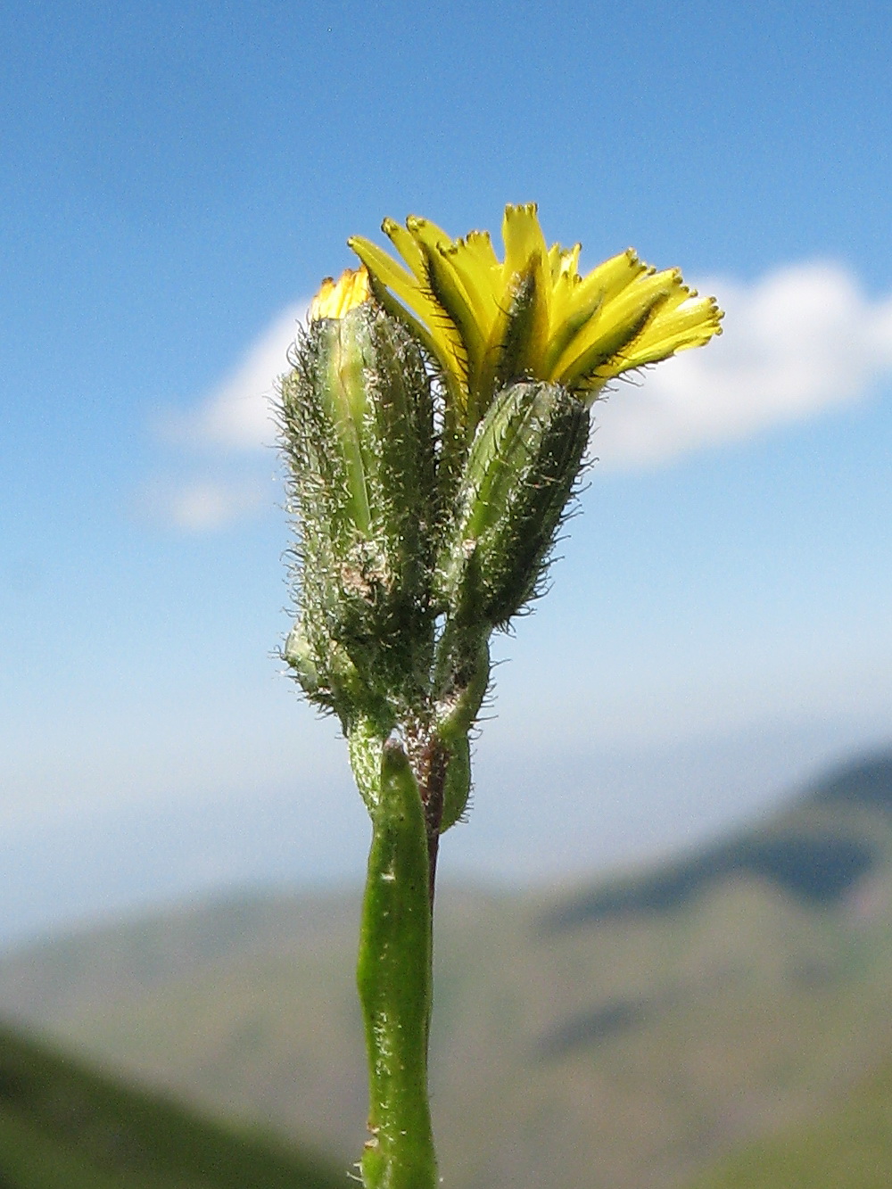 Изображение особи Crepis multicaulis.