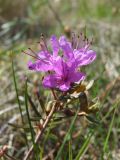 Rhododendron parvifolium. Верхушка цветущего побега. Магаданская обл., Ольский р-н, окр. пос. Армань, просека ЛЭП, редкостойный лиственничник. 23.06.2018.