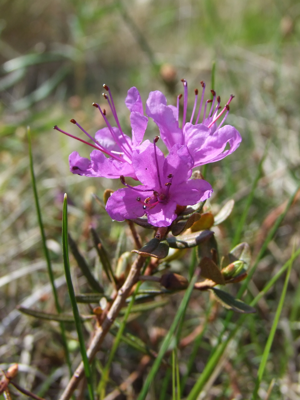 Image of Rhododendron parvifolium specimen.