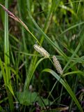 Carex rhynchophysa. Верхушка побега с соцветиями. Алтай, Катунский хребет, берег оз. Нижнее Мультинское, ≈ 1600 м н.у.м., влажный луг на берегу озера. 30.06.2018.