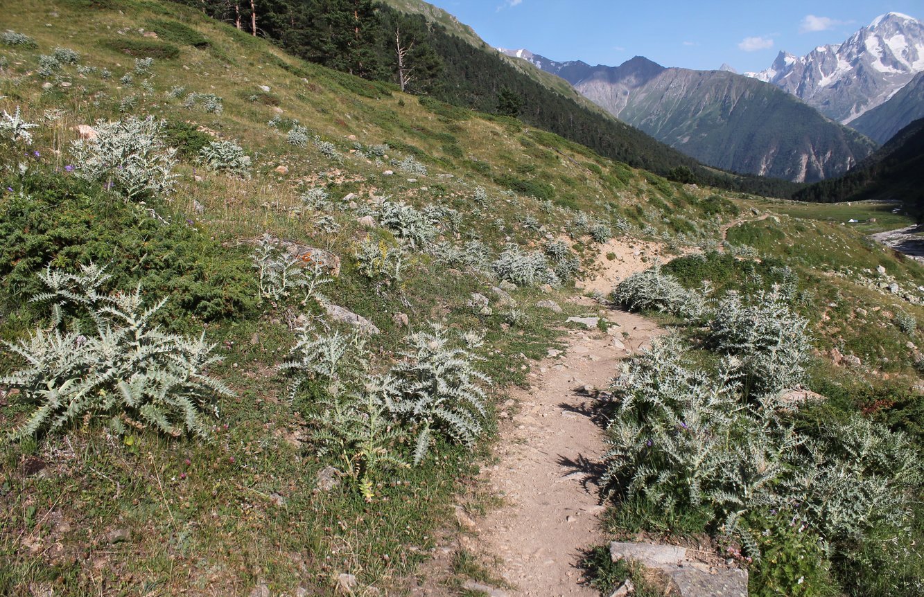 Изображение особи Cirsium cephalotes.