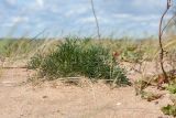 Artemisia campestris