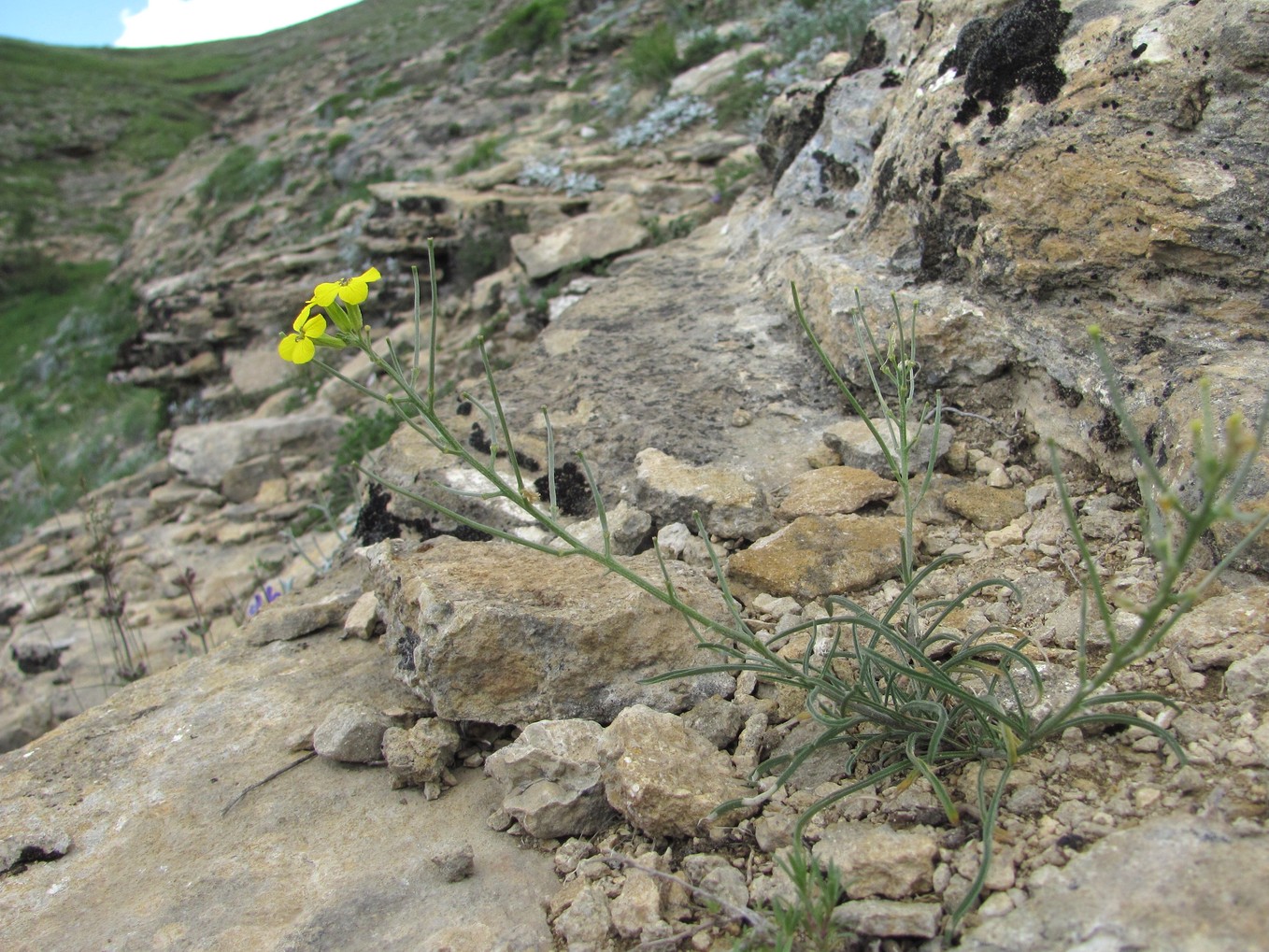 Изображение особи Erysimum substrigosum.