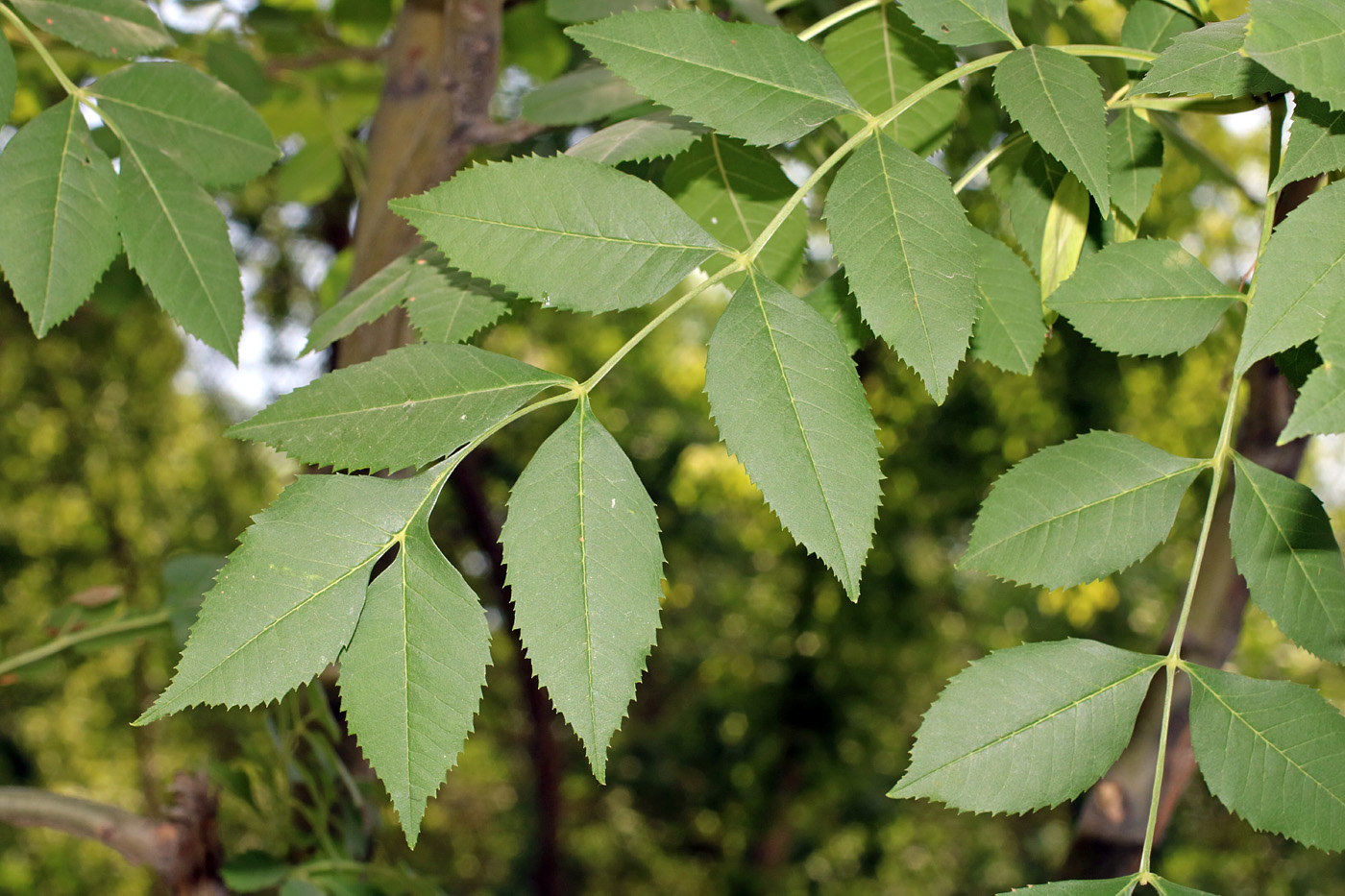 Изображение особи Fraxinus excelsior.