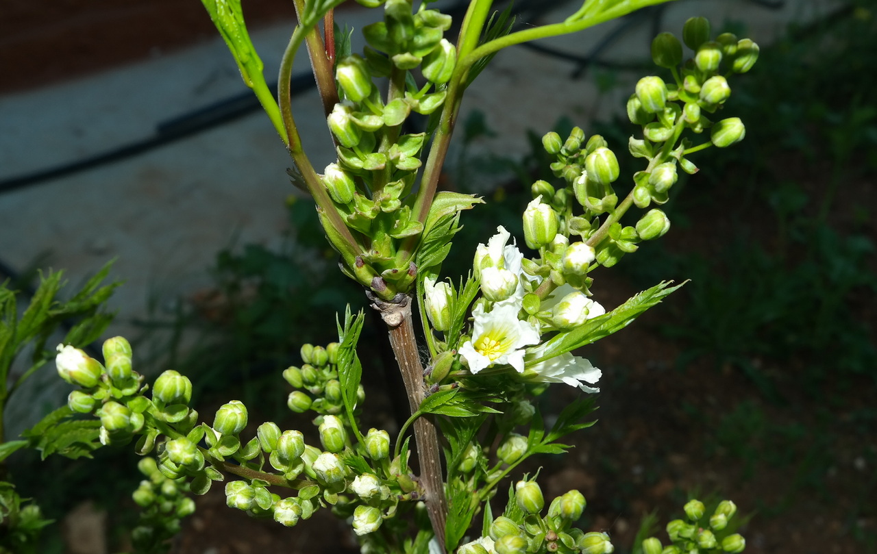 Изображение особи Xanthoceras sorbifolium.