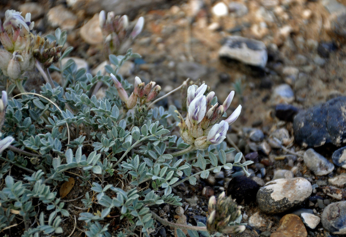 Изображение особи Astragalus dilutus.