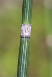 Equisetum hyemale