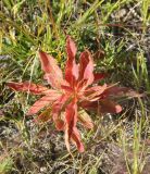 Aconogonon alpinum