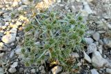 Eryngium campestre