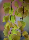 Betula platyphylla. Части побегов с листьями в осенней окраске. Санкт-Петербург, парк Ботанического сада БИН РАН, в культуре. 15.10.2022.