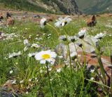 Tripleurospermum caucasicum. Цветущее растение. Карачаево-Черкесия, Домбай, долина р. Птыш, субальпийский луг. 03.09.2019.