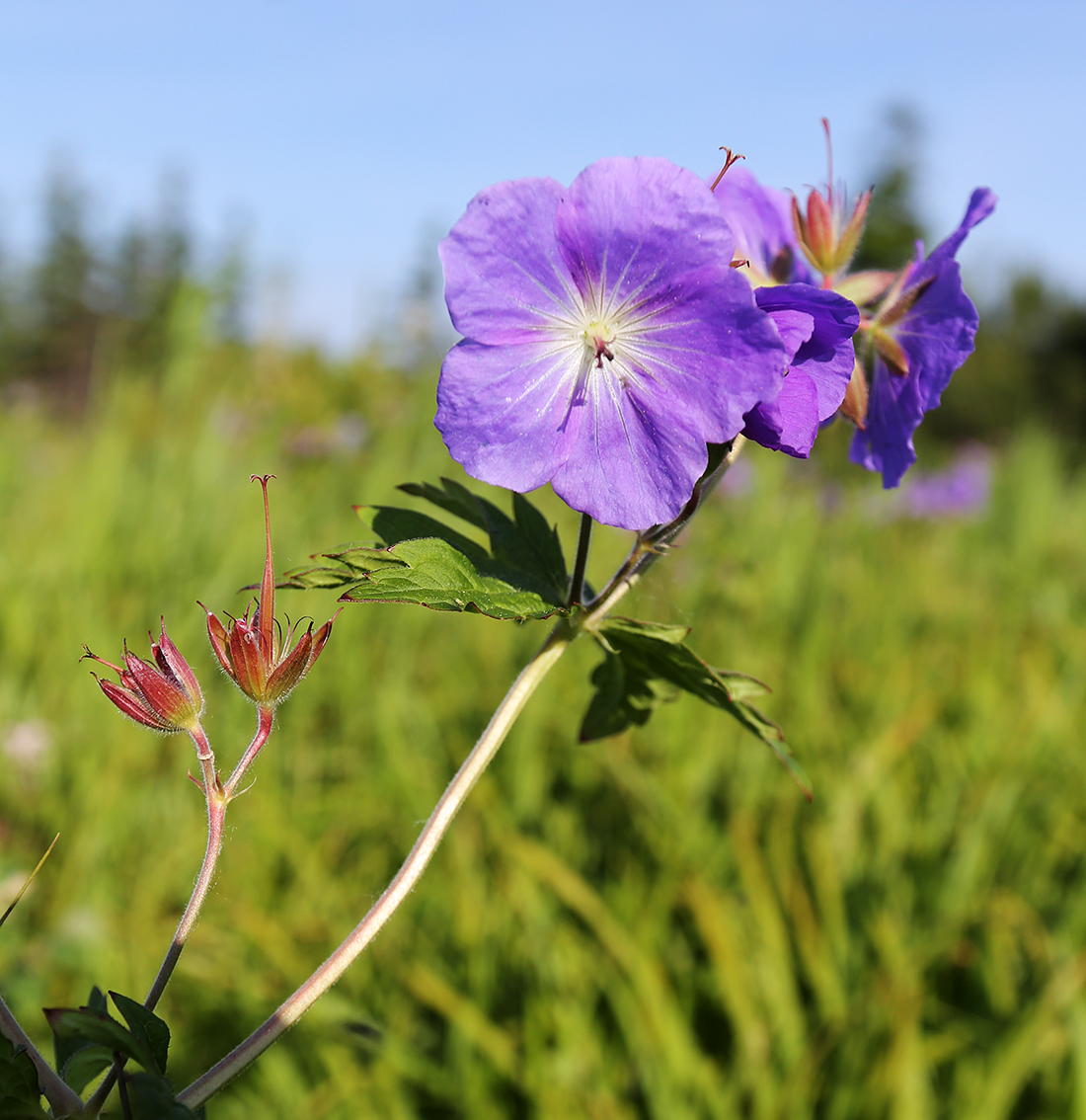 Изображение особи Geranium erianthum.