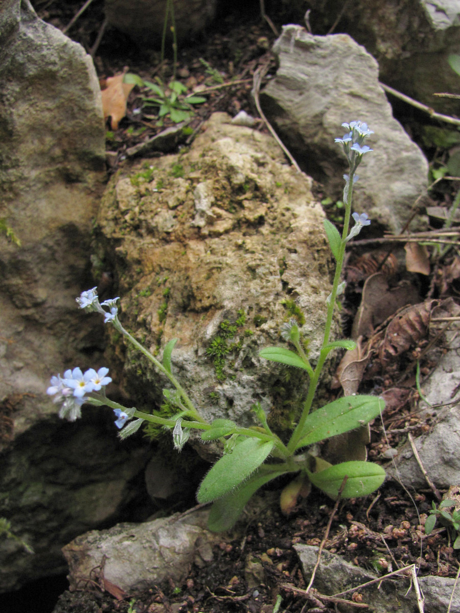 Изображение особи Myosotis incrassata.