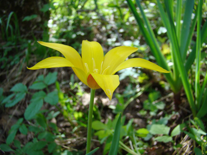 Изображение особи Tulipa anadroma.