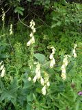 Digitalis grandiflora