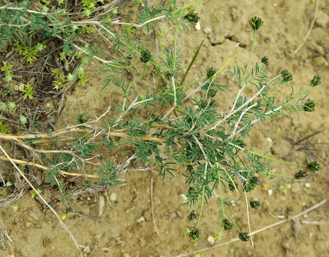 Image of Astragalus temirensis specimen.