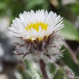 Erigeron uniflorus. Соцветие. Карачаево-Черкесия, Домбай, гора Мусса-Ачитара, ≈ 2900 м н.у.м. 19.07.2012.