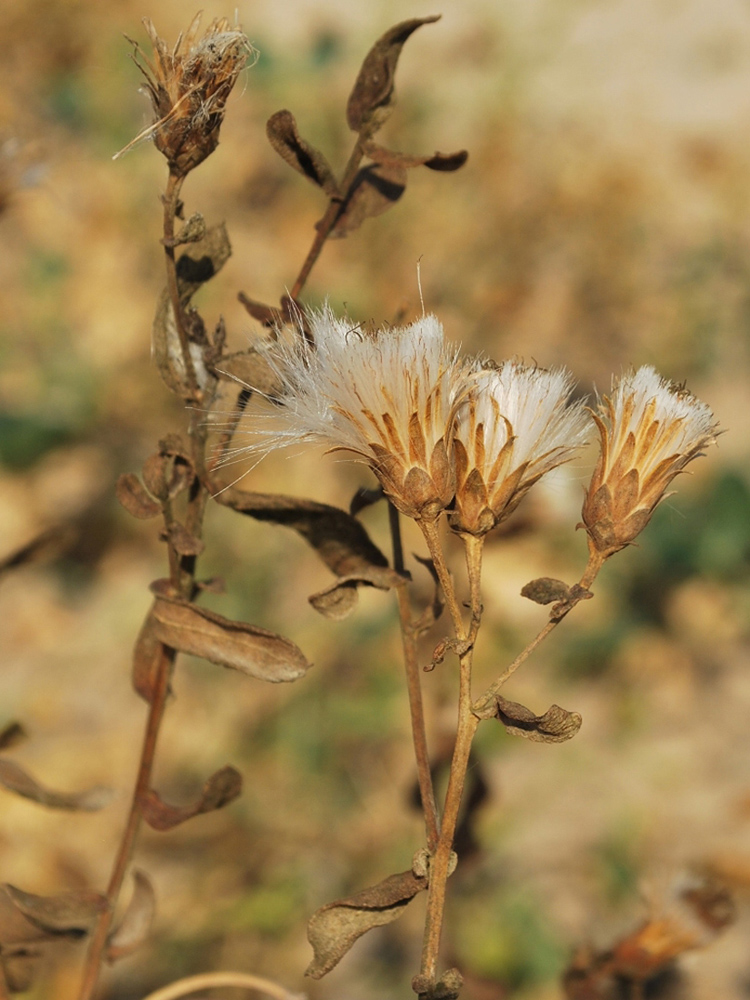 Изображение особи Karelinia caspia.