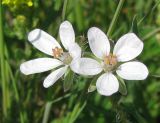 Erodium cicutarium