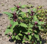 Chenopodium giganteum