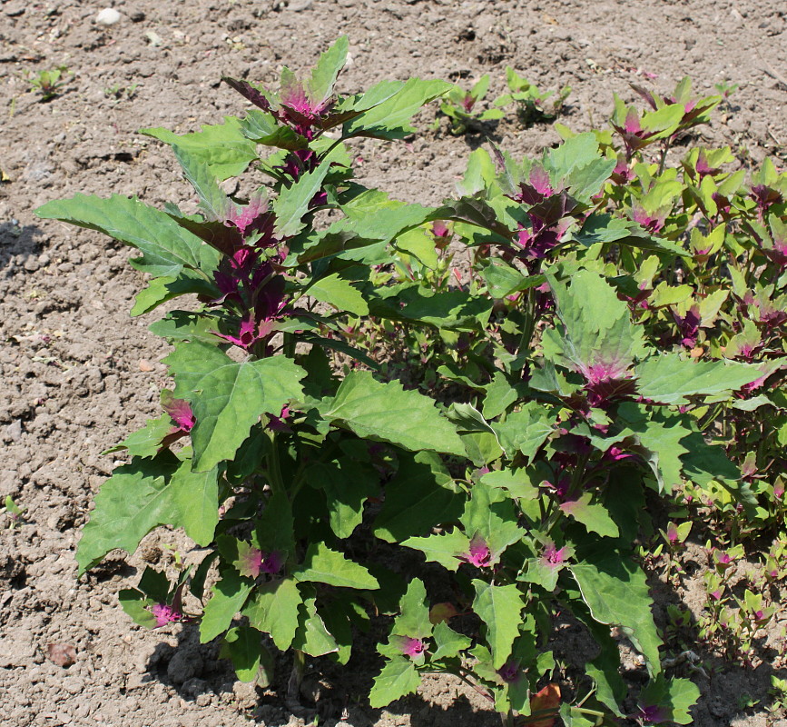 Изображение особи Chenopodium giganteum.