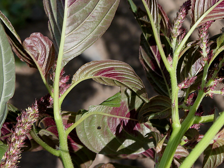 Изображение особи Amaranthus tricolor.