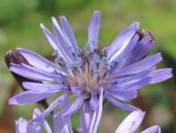 Lactuca sibirica