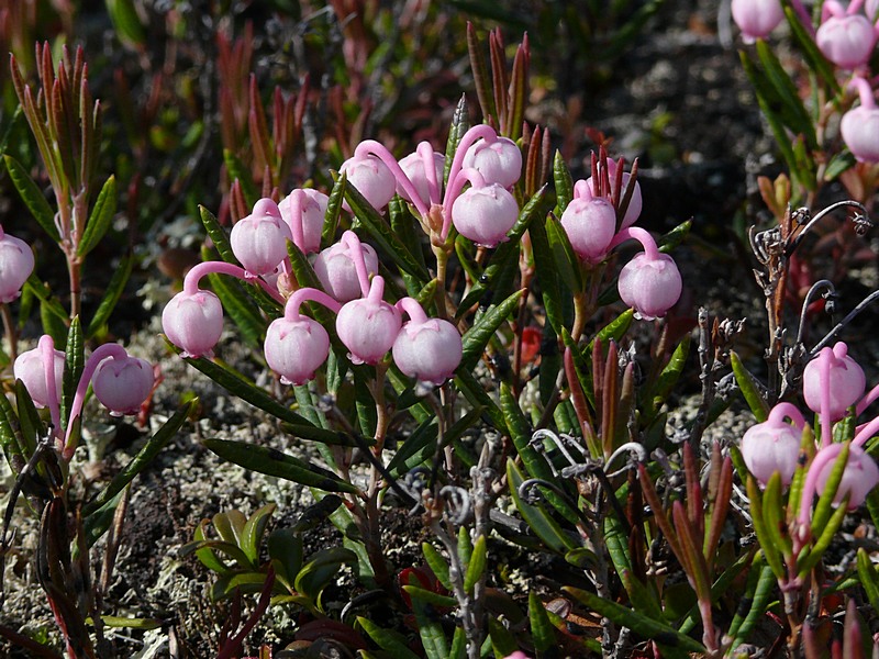 Изображение особи Andromeda polifolia.