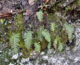 Polypodium vulgare