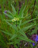 Lithospermum officinale