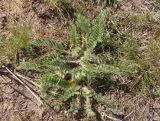 Astragalus pubiflorus