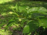 Cephalanthus occidentalis. Верхушка побега с бутонами. Москва, ГБС РАН. 02.07.2014.