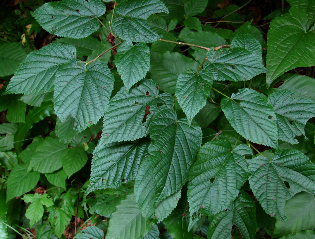 Изображение особи Tilia platyphyllos.