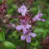 Thymus serpyllum