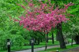 Malus niedzwetzkyana. Цветущее дерево. Москва, Екатерининский парк. 15.05.2015.