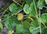 Passiflora foetida