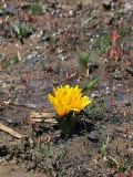 Colchicum luteum