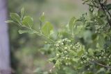 Euonymus europaeus