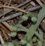 Hakea chordophylla