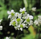 род Chaerophyllum