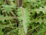 Cirsium esculentum