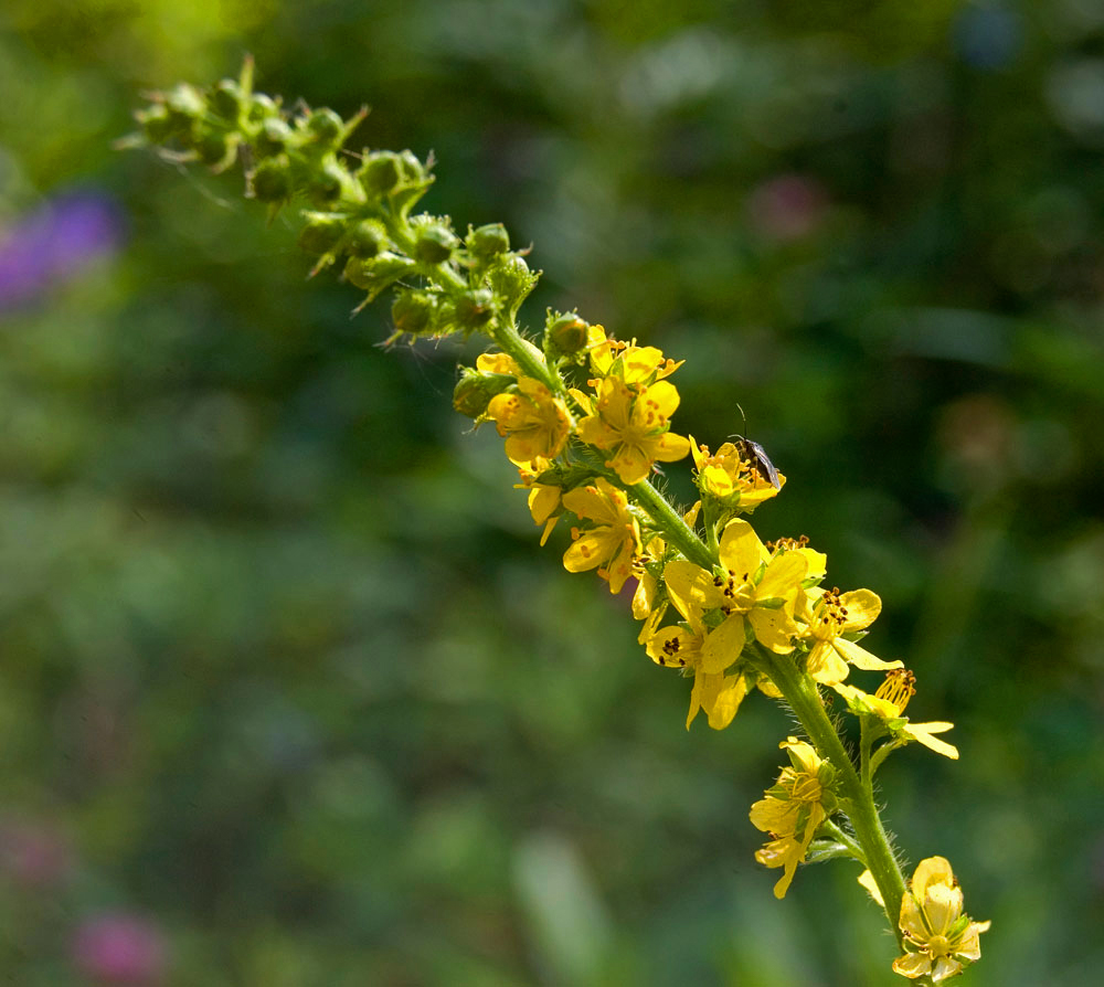 Изображение особи Agrimonia pilosa.