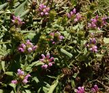 Prunella grandiflora