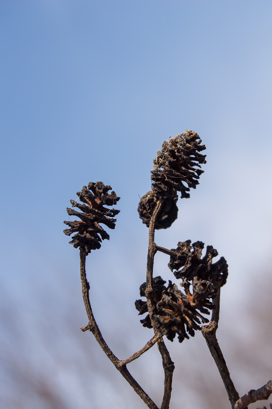 Изображение особи Alnus glutinosa.