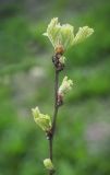 Caragana arborescens